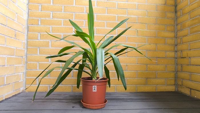 Yucca Indoor Plant