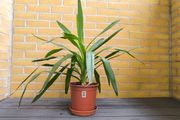 Yucca Indoor Plant