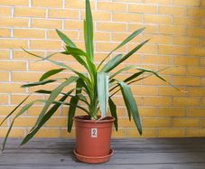 Yucca Indoor Plant