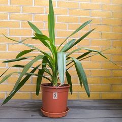 Yucca Indoor Plant
