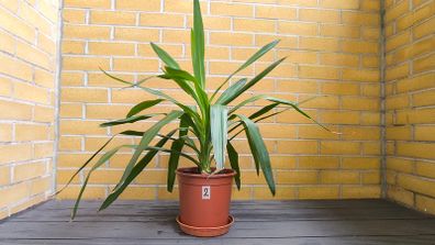 Yucca Indoor Plant