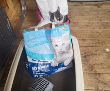 cat litter