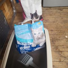 cat litter