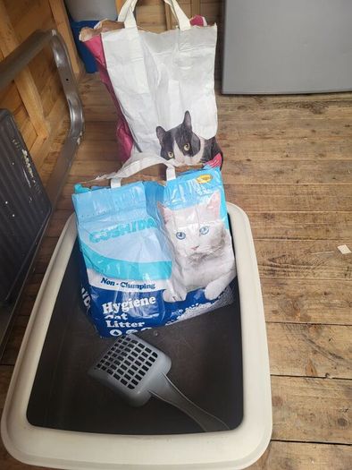 cat litter