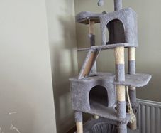 Cat Tree, Bed, and Crate