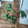 MONSTERA Potted plant Image 2
