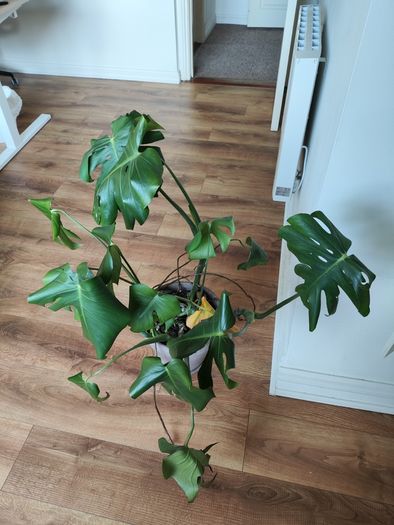 MONSTERA Potted plant