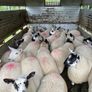 Brockie ewe lambs Image 2