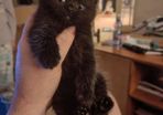kitten