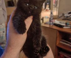 kitten