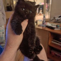 kitten