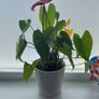 Indoor Plant Set with White Pots - Available Together or Separately Image 6