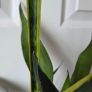 Sansevieria Set Image 6