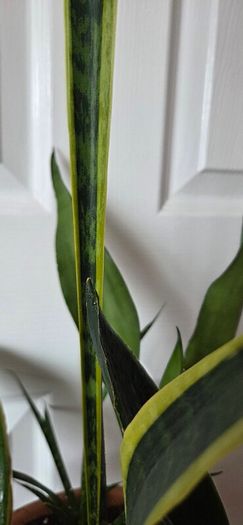 Sansevieria Set