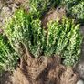 Box Hedging Image 2