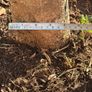 Olive Tree / Olea europaea Image 4