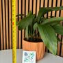 Cast Iron Plant in Terracotta Pot (40 cm Tall) Image 4