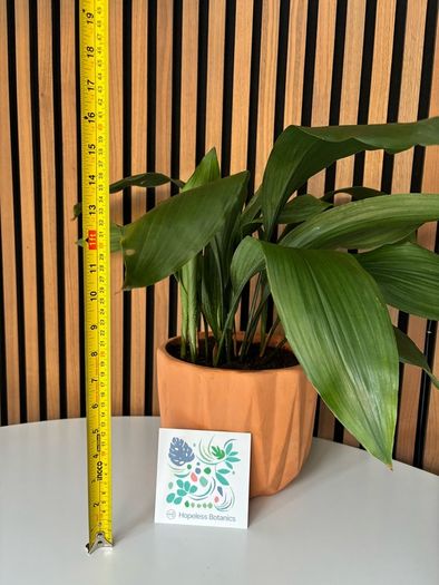 Cast Iron Plant in Terracotta Pot (40 cm Tall)