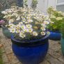 garden Image 2