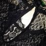 Black Sleeveless Lace top with camisole Image 3