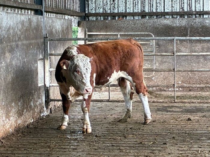 Hereford bull organic
