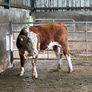 Hereford bull organic Image 4