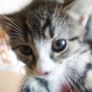 tabby girl Image 2