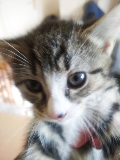 tabby girl