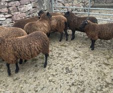 Spotted Dutch x Mule Ewe Lambs