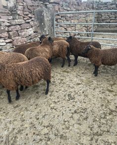 Spotted Dutch x Mule Ewe Lambs