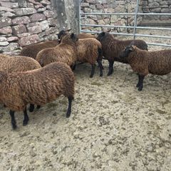 Spotted Dutch x Mule Ewe Lambs