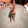 porcelain horse Image 3