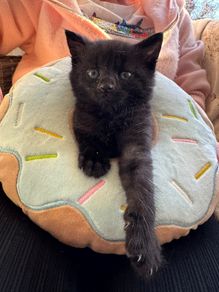 Adoption