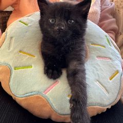 Adoption