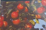 The Fruit Expert