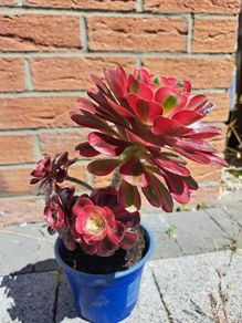 Aeonium plant with 5 rosettes