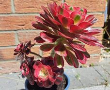 Aeonium plant with 5 rosettes
