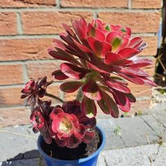 Aeonium plant with 5 rosettes