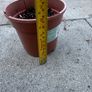 plant Image 3