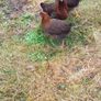 Toulouse gander Image 5