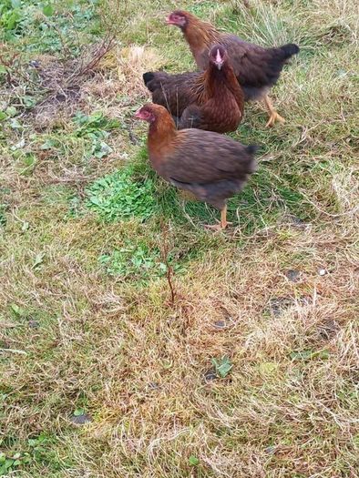 Toulouse gander