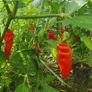 Chili Pepper 'Aji Largo' Irish Seed Image 2