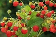 (S) HT Alpine Strawberry seeds Baron von Solemacher 100s (917007)