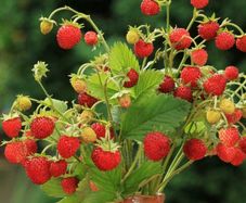 (S) HT Alpine Strawberry seeds Baron von Solemacher 100s (917007)