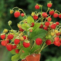 (S) HT Alpine Strawberry seeds Baron von Solemacher 100s (917007)