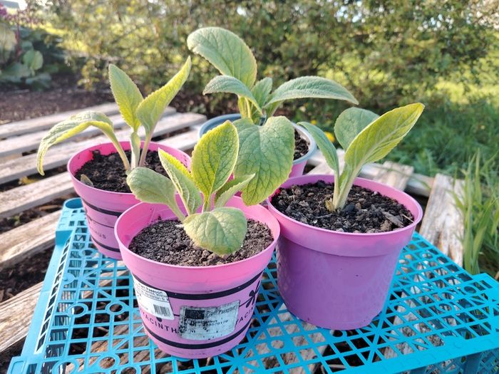 Foxglove Seeds / Foxglove Plants