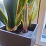sansevieria Laurentii planter Image 3