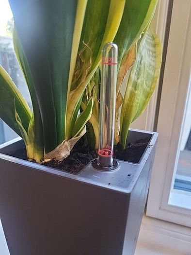 sansevieria Laurentii planter