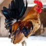 Bantam Roosters Image 3
