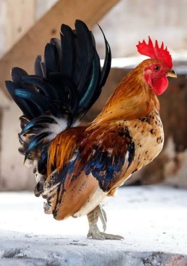 Bantam Roosters